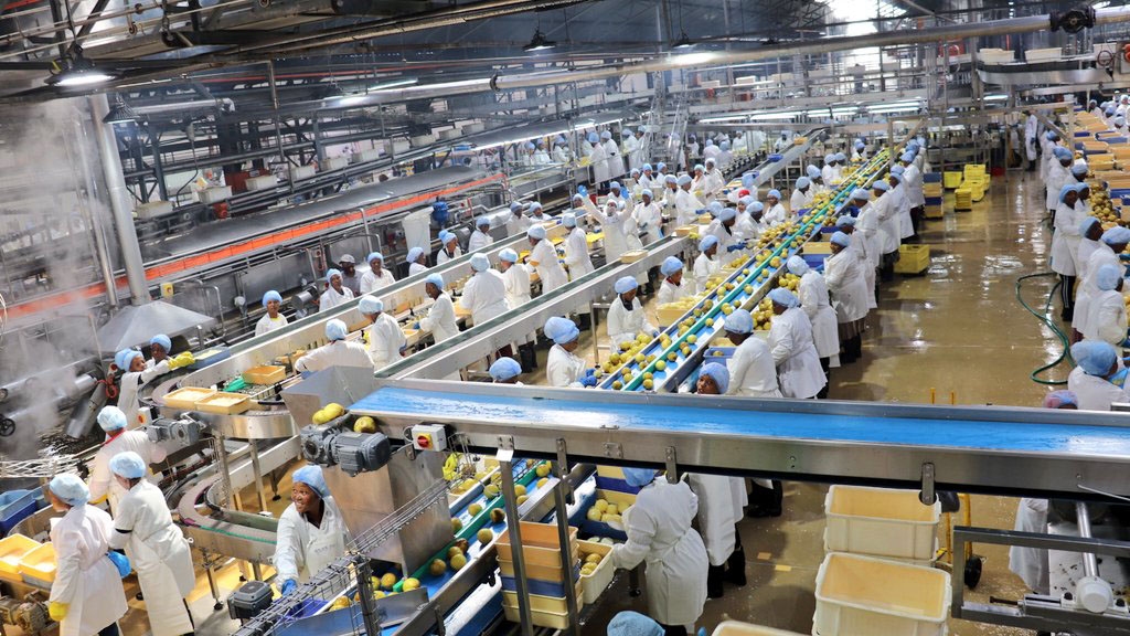 Pineapple production’s slow recovery